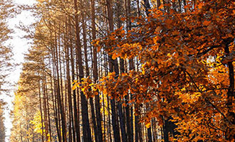 服装举止、勇士精神、治国之道等内容的文章标题